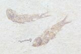 Multiple () Small Knightia Fossil Fish - Wyoming #77128-2